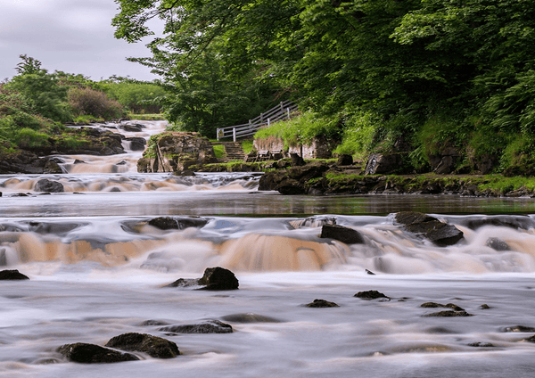 River bush